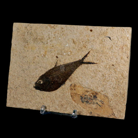 3.2" Diplomystus Dentatus Fossil Fish Green River FM WY Eocene Age COA, Stand - Fossil Age Minerals
