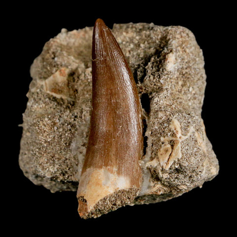 1.9" Plesiosaur Zarafasaura Tooth Fossil In Matrix Cretaceous Dinosaur Era COA - Fossil Age Minerals
