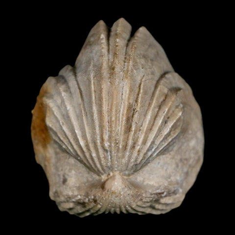 1.6" Burmirhynchia Decorata Brachiopod Fossil Jurassic Age Ardenes France