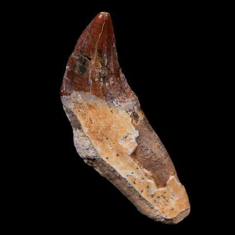 2.4" Basilosaurus Tooth 40-34 Mil Yrs Old Late Eocene COA - Fossil Age Minerals