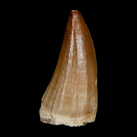 XL 2.1" Mosasaur Baugei Fossil Tooth Cretaceous Dinosaur Era COA Stand - Fossil Age Minerals
