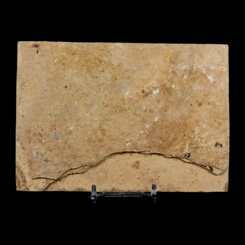 3.2" Diplomystus Dentatus Fossil Fish Green River FM WY Eocene Age COA, Stand - Fossil Age Minerals