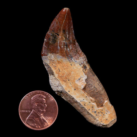 2.4" Basilosaurus Tooth 40-34 Mil Yrs Old Late Eocene COA - Fossil Age Minerals