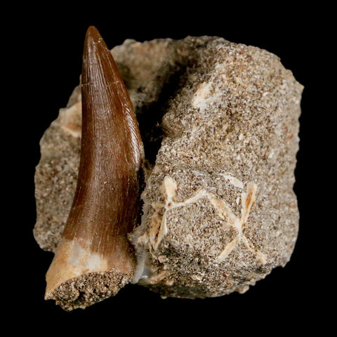 1.9" Plesiosaur Zarafasaura Tooth Fossil In Matrix Cretaceous Dinosaur Era COA - Fossil Age Minerals