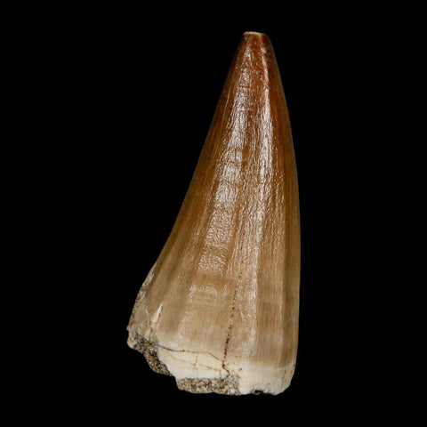 XL 2.1" Mosasaur Baugei Fossil Tooth Cretaceous Dinosaur Era COA Stand - Fossil Age Minerals