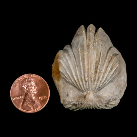 1.6" Burmirhynchia Decorata Brachiopod Fossil Jurassic Age Ardenes France