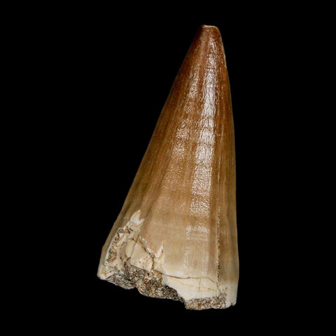 XL 2.1" Mosasaur Baugei Fossil Tooth Cretaceous Dinosaur Era COA Stand - Fossil Age Minerals