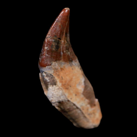 2.4" Basilosaurus Tooth 40-34 Mil Yrs Old Late Eocene COA