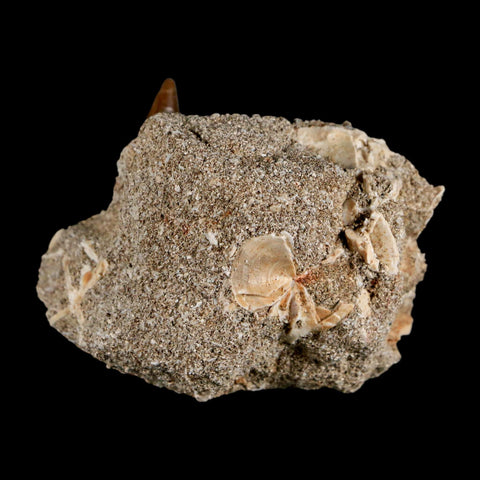 1.9" Plesiosaur Zarafasaura Tooth Fossil In Matrix Cretaceous Dinosaur Era COA - Fossil Age Minerals