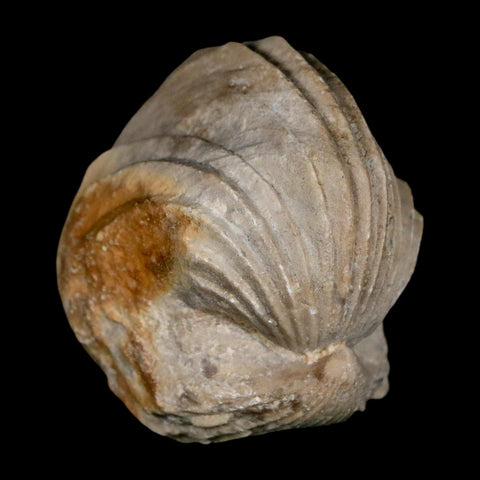 1.6" Burmirhynchia Decorata Brachiopod Fossil Jurassic Age Ardenes France