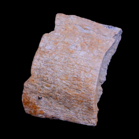 1.4" Triceratops Fossil Rib Bone Lance Creek FM Cretaceous Dinosaur WY COA