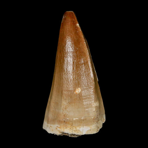 XL 2.1" Mosasaur Baugei Fossil Tooth Cretaceous Dinosaur Era COA Stand - Fossil Age Minerals