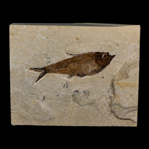 3.6" Diplomystus Dentatus Fossil Fish Green River FM WY Eocene Age COA, Stand - Fossil Age Minerals