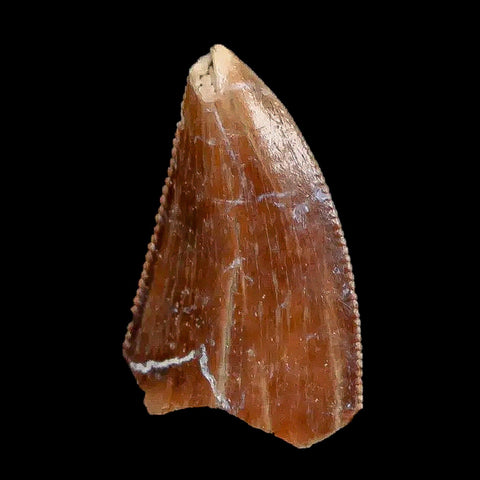 0.8" Majungasaurus Serrated Fossil Tooth Cretaceous Dinosaur Madagascar COA - Fossil Age Minerals