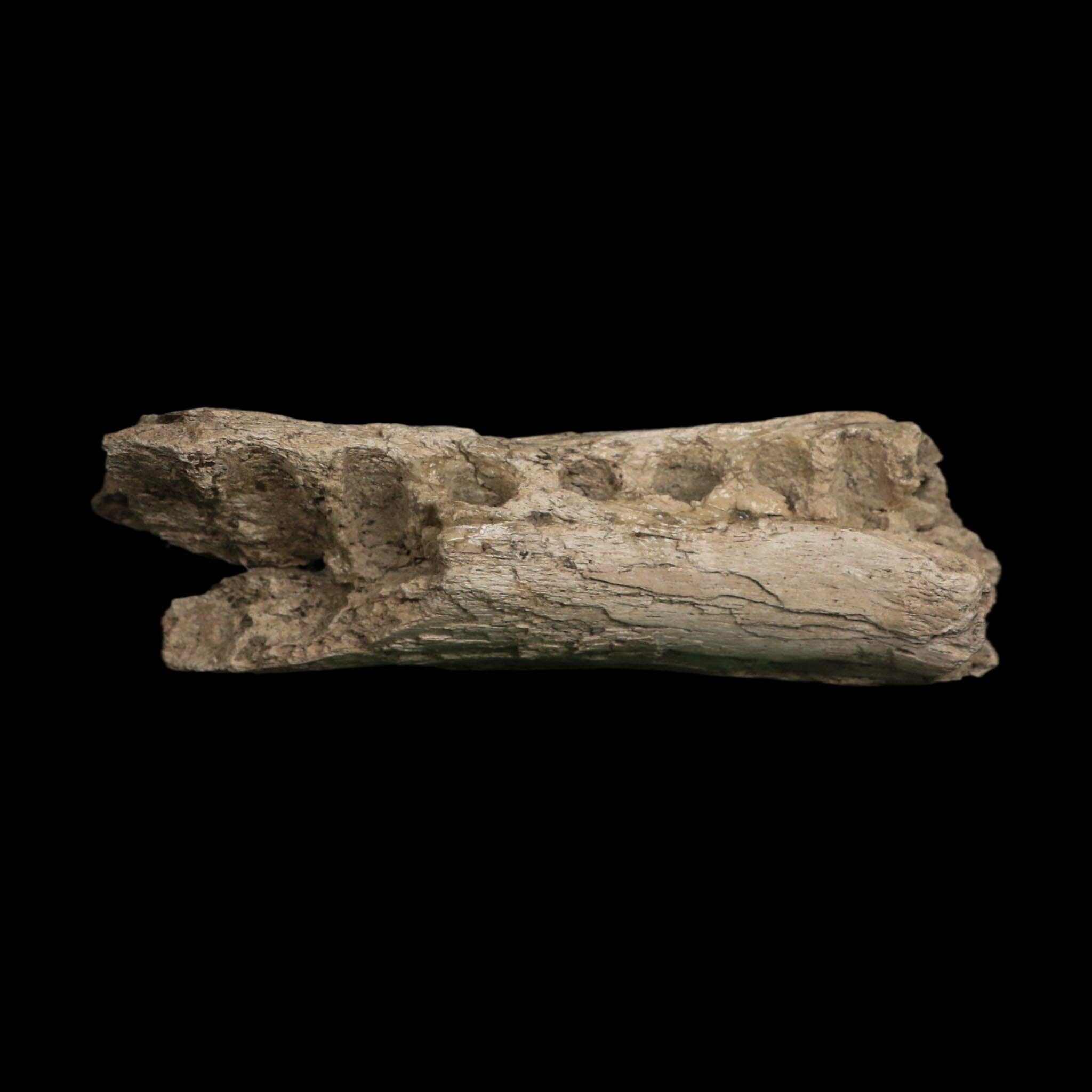 5" Alligator Mississippiensis Jaw Section Fossil Florida Pleistocene Epoch Florida