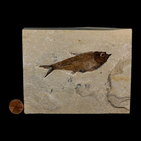 3.6" Diplomystus Dentatus Fossil Fish Green River FM WY Eocene Age COA, Stand - Fossil Age Minerals