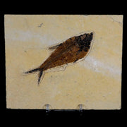 3.6" Diplomystus Dentatus Fossil Fish Green River FM WY Eocene Age COA, Stand