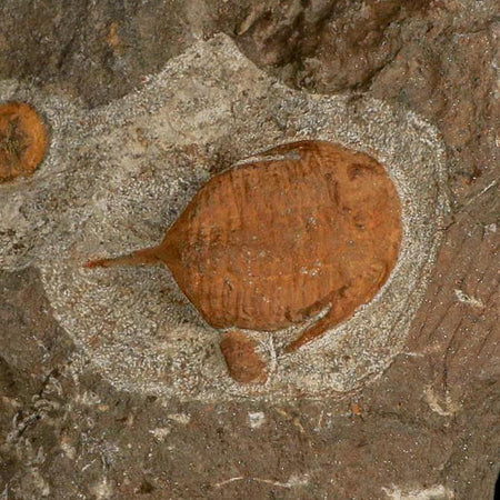 Brittle Star Petraster Starfish And Triloite Fossil Ordovician Age Blekus Morocco COA
