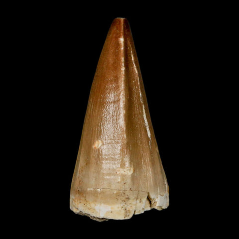 XL 2.1" Mosasaur Baugei Fossil Tooth Cretaceous Dinosaur Era COA Stand - Fossil Age Minerals