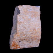 1.4" Triceratops Fossil Rib Bone Lance Creek FM Cretaceous Dinosaur WY COA