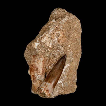 1.6" Plesiosaur Zarafasaura Tooth Fossil In Matrix Cretaceous Dinosaur Era COA