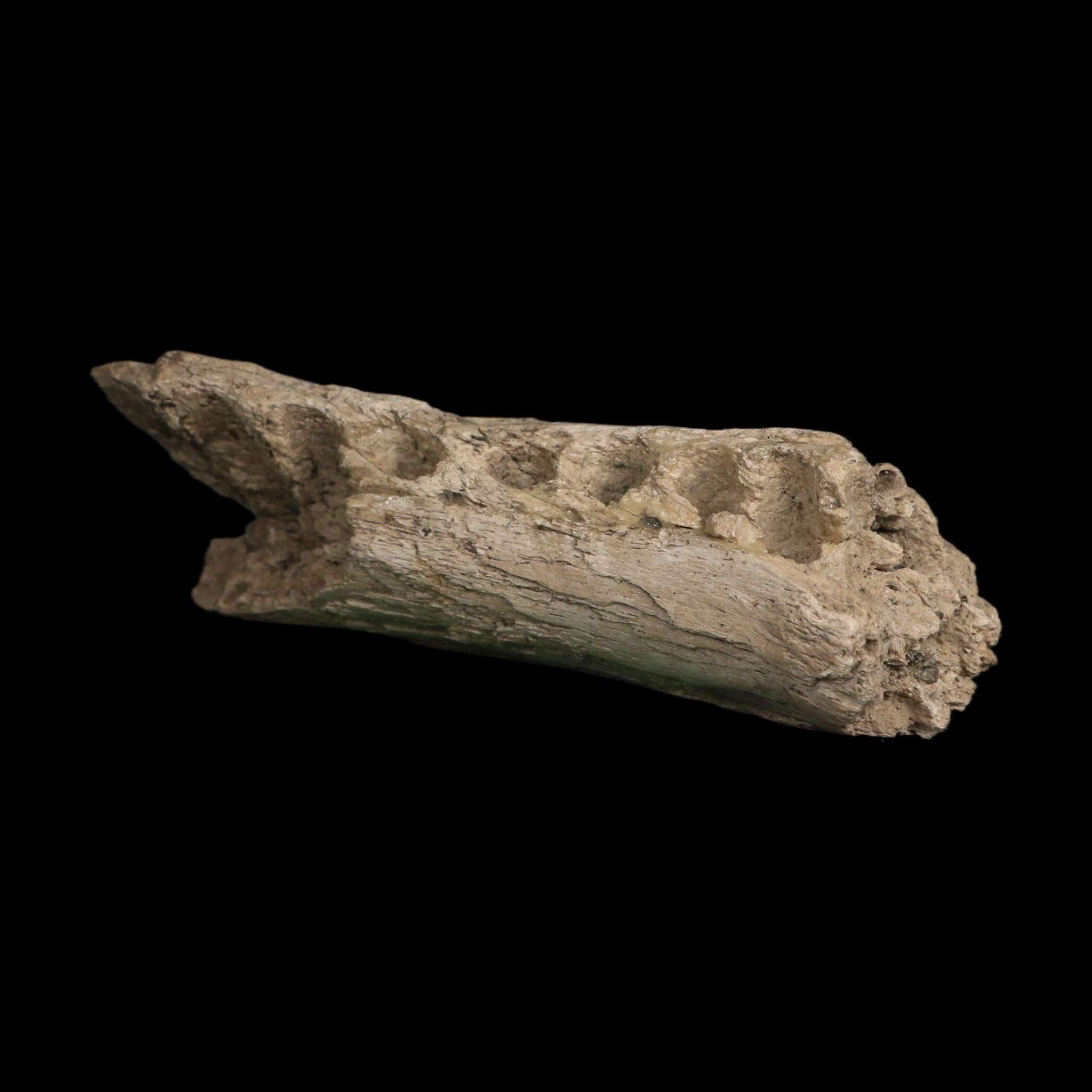 5" Alligator Mississippiensis Jaw Section Fossil Florida Pleistocene Epoch Florida