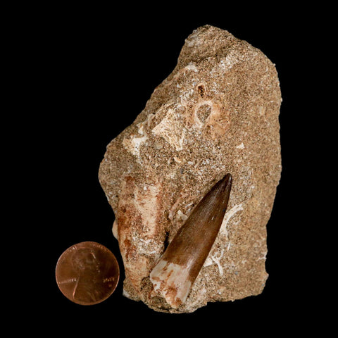 1.6" Plesiosaur Zarafasaura Tooth Fossil In Matrix Cretaceous Dinosaur Era COA - Fossil Age Minerals