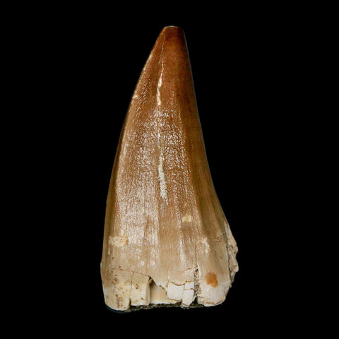 XL 2.1" Mosasaur Baugei Fossil Tooth Cretaceous Dinosaur Era COA Stand - Fossil Age Minerals