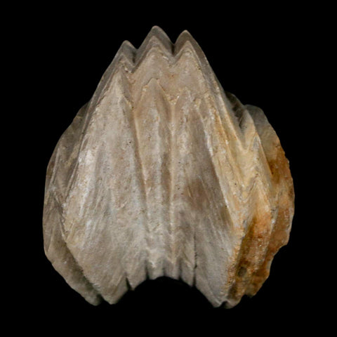 1.6" Burmirhynchia Decorata Brachiopod Fossil Jurassic Age Ardenes France