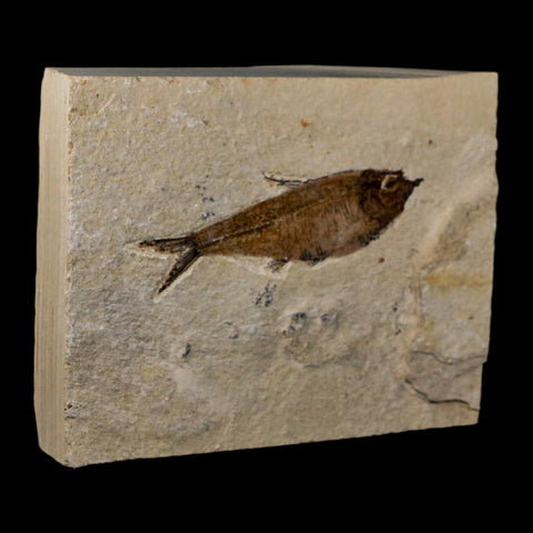 3.6" Diplomystus Dentatus Fossil Fish Green River FM WY Eocene Age COA, Stand - Fossil Age Minerals