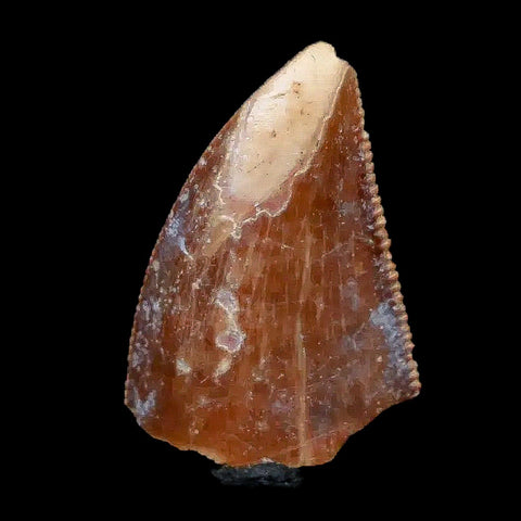 0.8" Majungasaurus Serrated Fossil Tooth Cretaceous Dinosaur Madagascar COA - Fossil Age Minerals