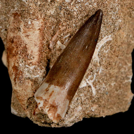 1.6" Plesiosaur Zarafasaura Tooth Fossil In Matrix Cretaceous Dinosaur Era COA