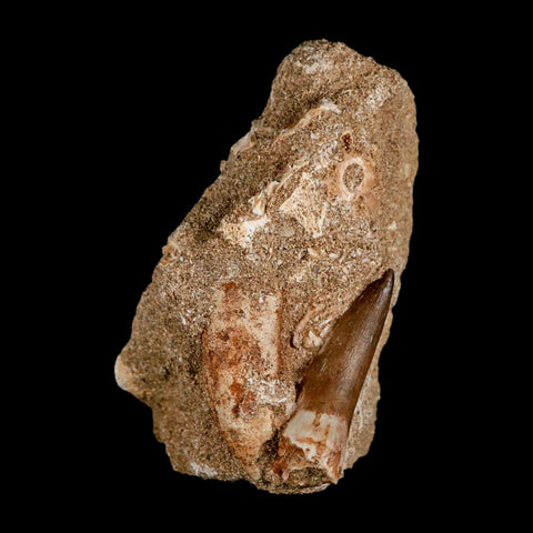 1.6" Plesiosaur Zarafasaura Tooth Fossil In Matrix Cretaceous Dinosaur Era COA - Fossil Age Minerals