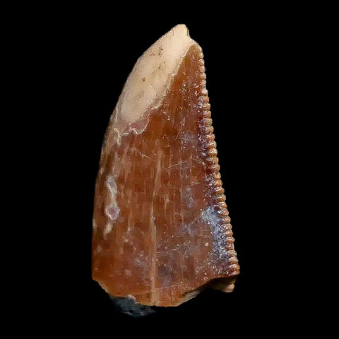 0.8" Majungasaurus Serrated Fossil Tooth Cretaceous Dinosaur Madagascar COA - Fossil Age Minerals