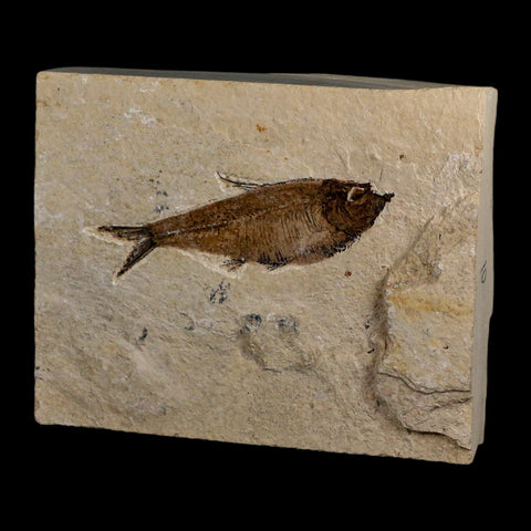3.6" Diplomystus Dentatus Fossil Fish Green River FM WY Eocene Age COA, Stand - Fossil Age Minerals
