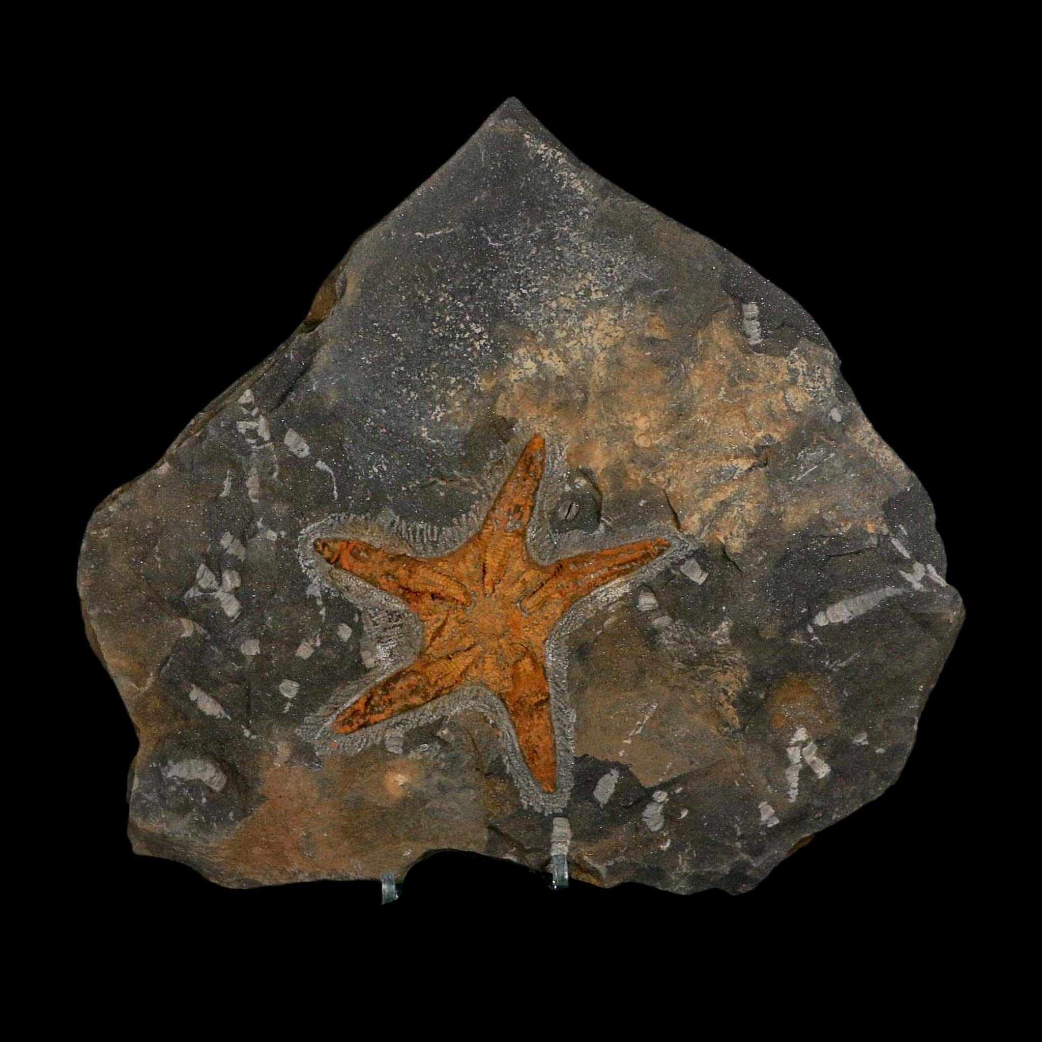 88MM Brittle Star Petraster Starfish Fossil Ordovician Age Blekus Morocco COA - Fossil Age Minerals