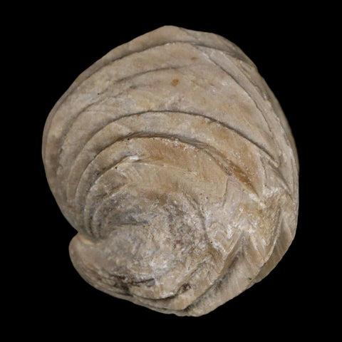 1.6" Burmirhynchia Decorata Brachiopod Fossil Jurassic Age Ardenes France