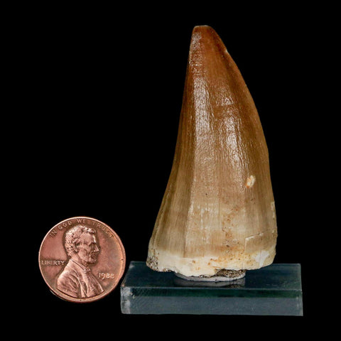 XL 2.1" Mosasaur Baugei Fossil Tooth Cretaceous Dinosaur Era COA Stand - Fossil Age Minerals