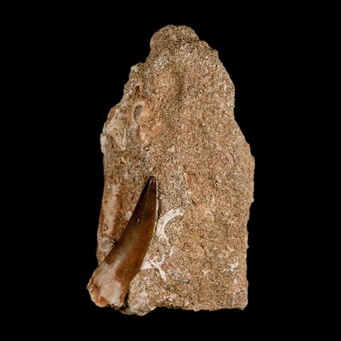1.6" Plesiosaur Zarafasaura Tooth Fossil In Matrix Cretaceous Dinosaur Era COA - Fossil Age Minerals