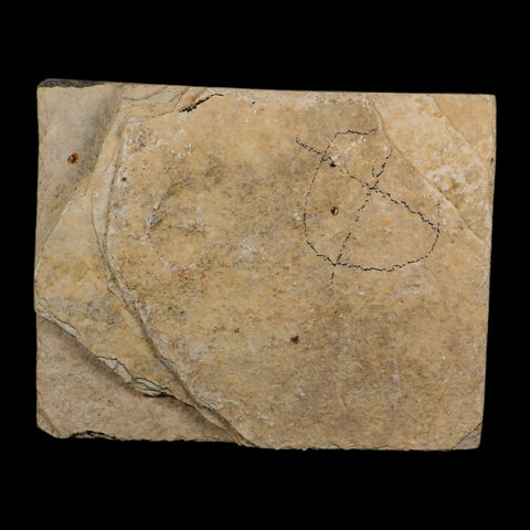 3.6" Diplomystus Dentatus Fossil Fish Green River FM WY Eocene Age COA, Stand - Fossil Age Minerals