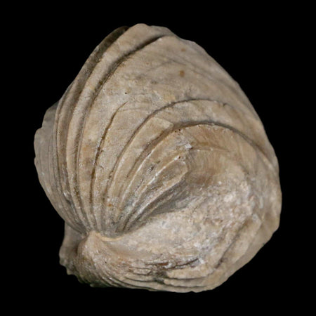 1.6" Burmirhynchia Decorata Brachiopod Fossil Jurassic Age Ardenes France