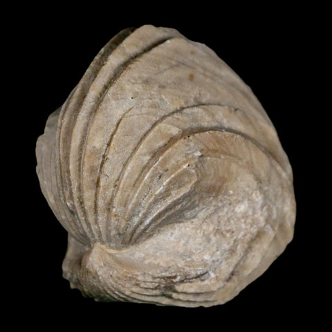 1.6" Burmirhynchia Decorata Brachiopod Fossil Jurassic Age Ardenes France
