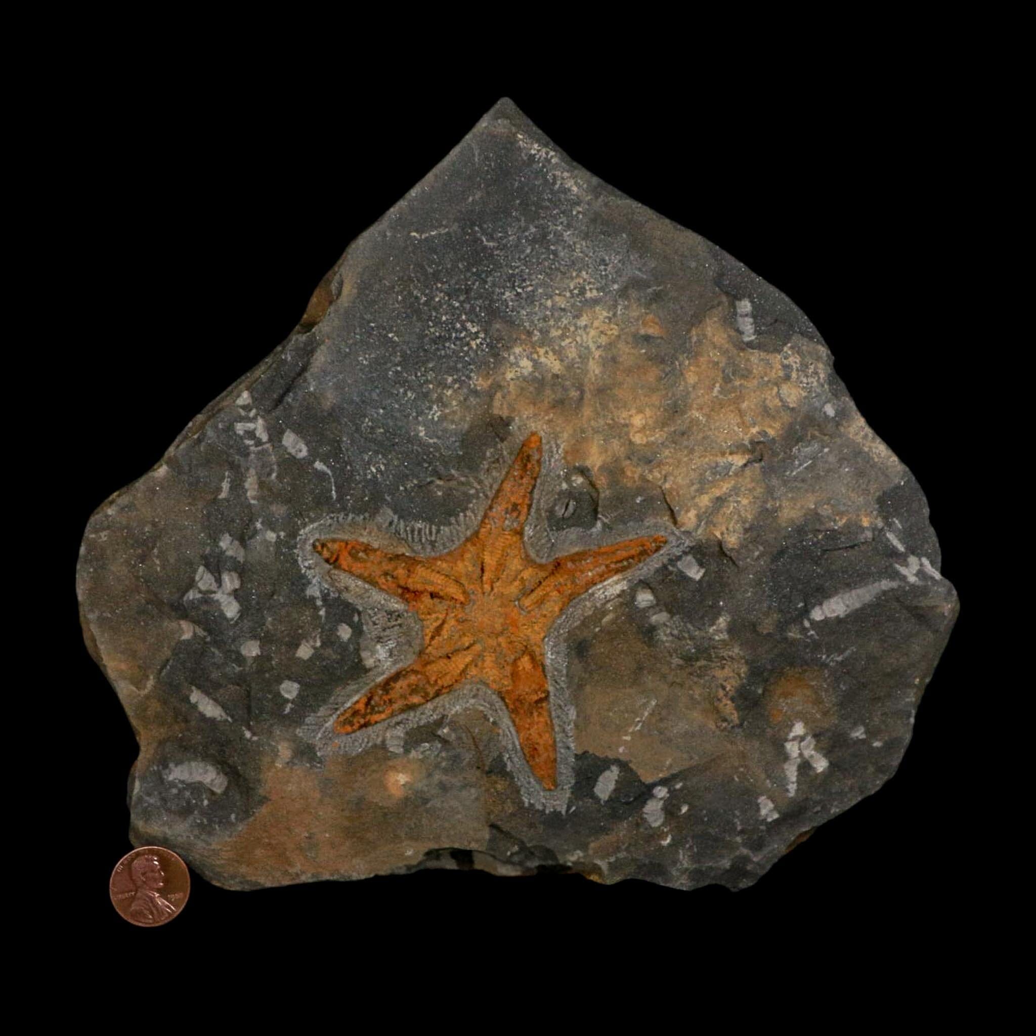 88MM Brittle Star Petraster Starfish Fossil Ordovician Age Blekus Morocco COA - Fossil Age Minerals