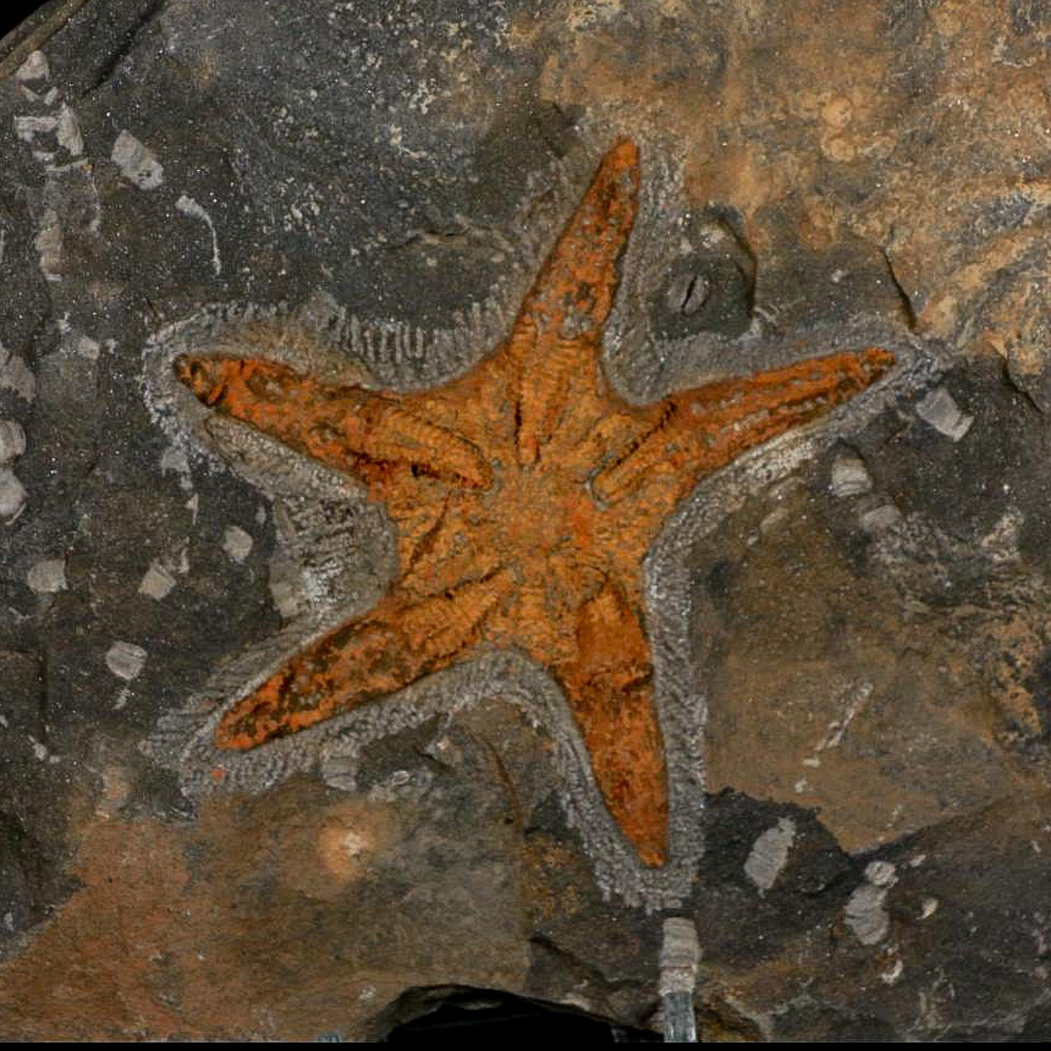 88MM Brittle Star Petraster Starfish Fossil Ordovician Age Blekus Morocco COA - Fossil Age Minerals