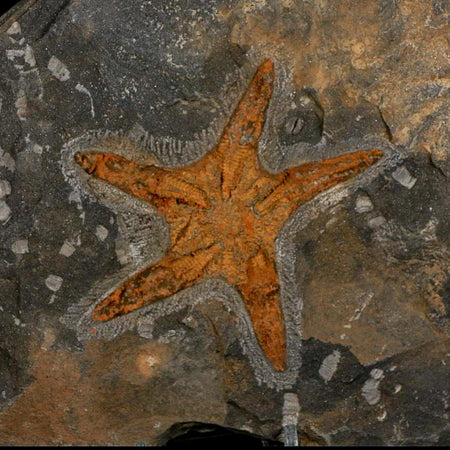 88MM Brittle Star Petraster Starfish Fossil Ordovician Age Blekus Morocco COA