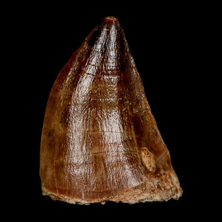 1.9" Mosasaur Prognathodon Fossil Tooth Cretaceous Dinosaur Era COA & Stand