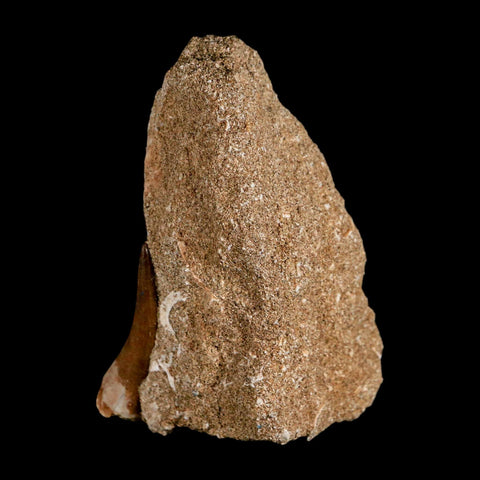 1.6" Plesiosaur Zarafasaura Tooth Fossil In Matrix Cretaceous Dinosaur Era COA - Fossil Age Minerals