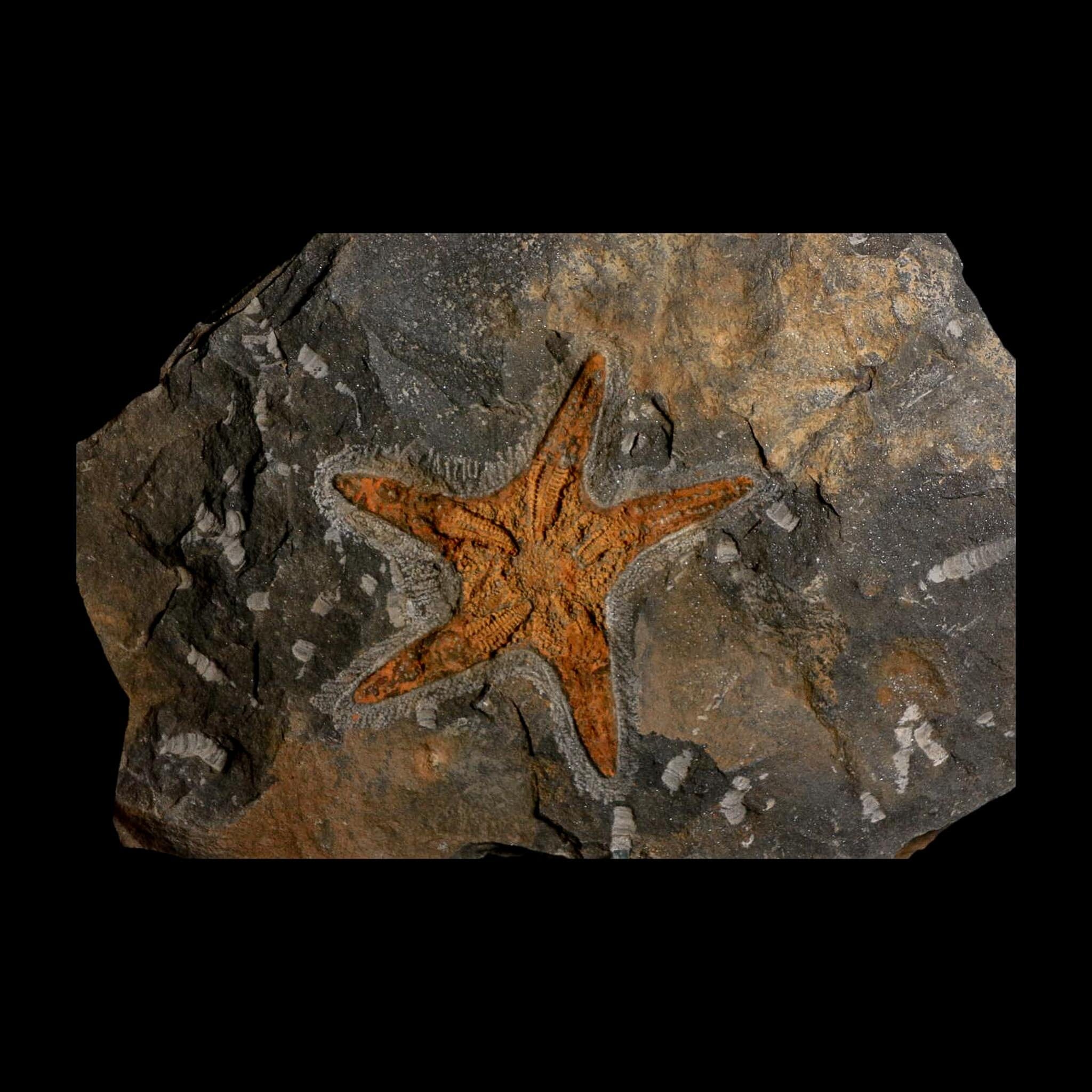 88MM Brittle Star Petraster Starfish Fossil Ordovician Age Blekus Morocco COA - Fossil Age Minerals