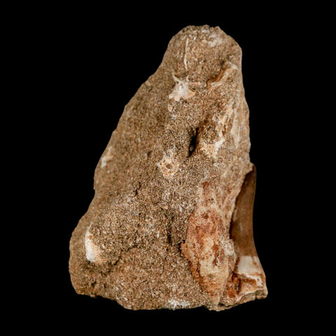 1.6" Plesiosaur Zarafasaura Tooth Fossil In Matrix Cretaceous Dinosaur Era COA - Fossil Age Minerals