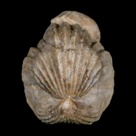 1.6" Burmirhynchia Decorata Brachiopod Fossil Jurassic Age Ardenes France